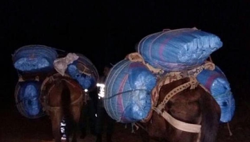 الأمن يضبط بغلين محملين بمخدر " الكيف "